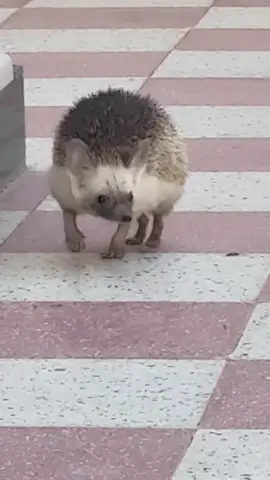قنفذ 