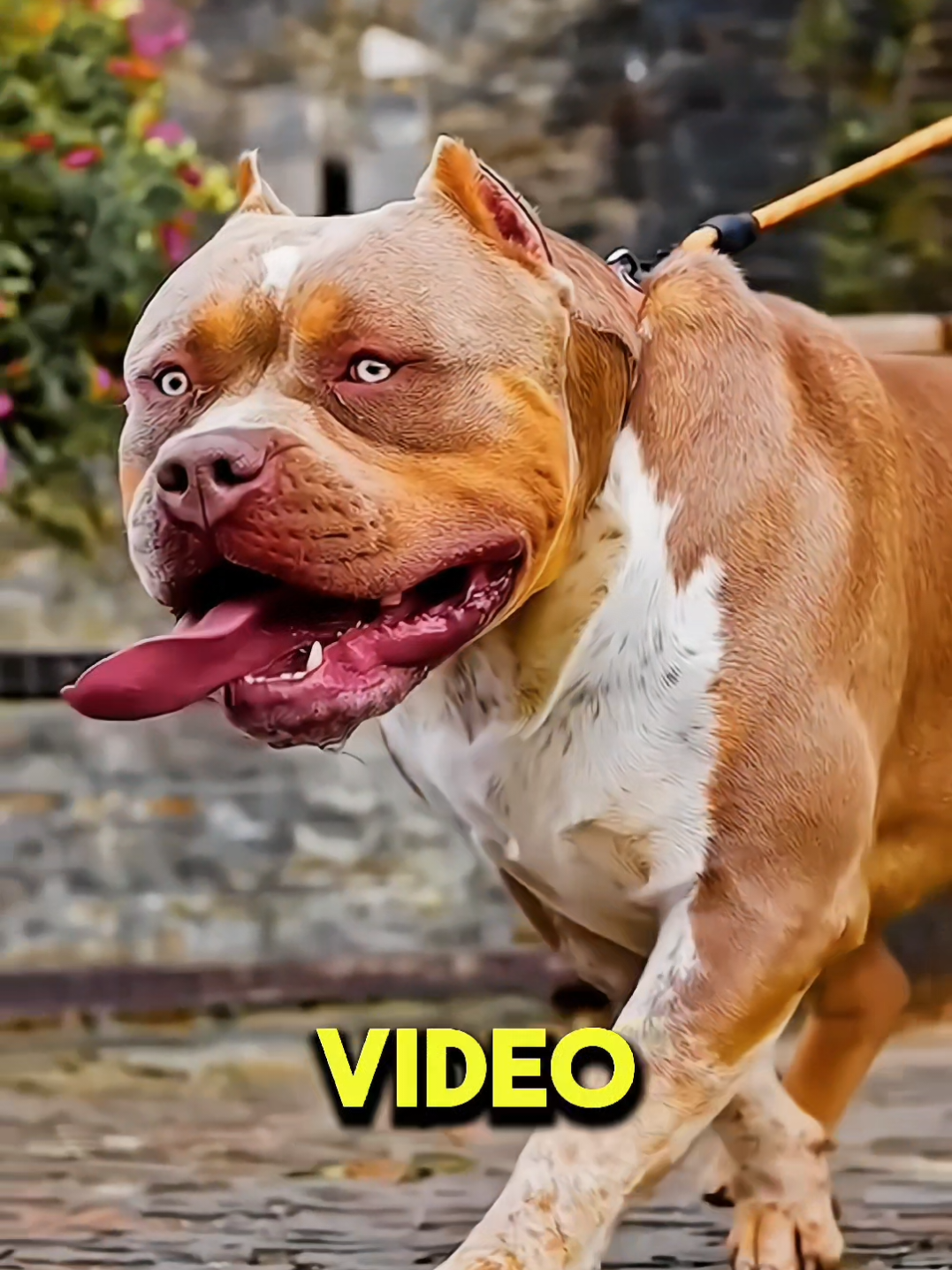 #kangal #caucashianshepherd #boerboel #tibetanmastiff #alabai #centralasianshepherd #centralasianshepherddog #tibetanmastiffdog #kangaldog #pitbulldog #caucasianshepherddog #boerboeldog #alabaidog #strongestdogs #top5strongestdogs #top10strongestdogs #top12strongestdogbreeds #top10strongdogbiteforce #topbravestdogs #dogs #bravestdogs #topstrongestdogs, #topstrongestdogbreeds, #top10strongestdogbreeds, #top10strongestdogs, #top10strongestdogbreedsintheworld, #strongestdogbreeds, #top5strongestdogbreeds, #top5strongestdogbreedsintheworld, #whichisthestrongestdog, #whichdogbreedsisstrongestintheworld, #germanshepherddogstunts, #germanshepherdstunts, #strongdogs, #abd #allbreeddogs #abdallbreeddogs #pitbull #pitbulldog #americanbully #americanbulldog #rottweiler #leonberger #dogoargentino #dogocanario #presacanario #englishmastiff #doguedebordeaux #tosainu #canecorso #bandog #kangal #shorts #dog #dogs #doglover #doglovers #dogsoftiktok  #Rottweiler #Pitbull #canecorso #DogoArgentino #Kangal #viral #shorts #kangaldog #rottweilerdog #dogoargentinodog #pitbulldog #canecorsodog #alabai #alabaivspitbull #pitbullvsalabai #alabaidog #alabaivideo #doberman #dobermanpinscher #dobermanattack #rottweiler 