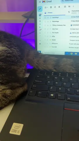 And yes he always putting his hands on me in MY workspace! 😒😒😒😒  #catsoftiktok #disrespectful #andbig #bigandfonky #catforsale🐈🐈🐈 #foryou #fyp #foryoup 