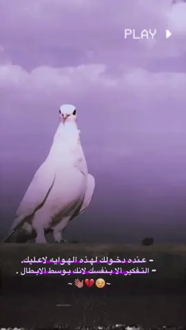 لايـكك. #ارافل_العراق #ارافل #طيور 