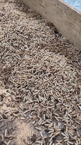 black Soldier Fly larvae