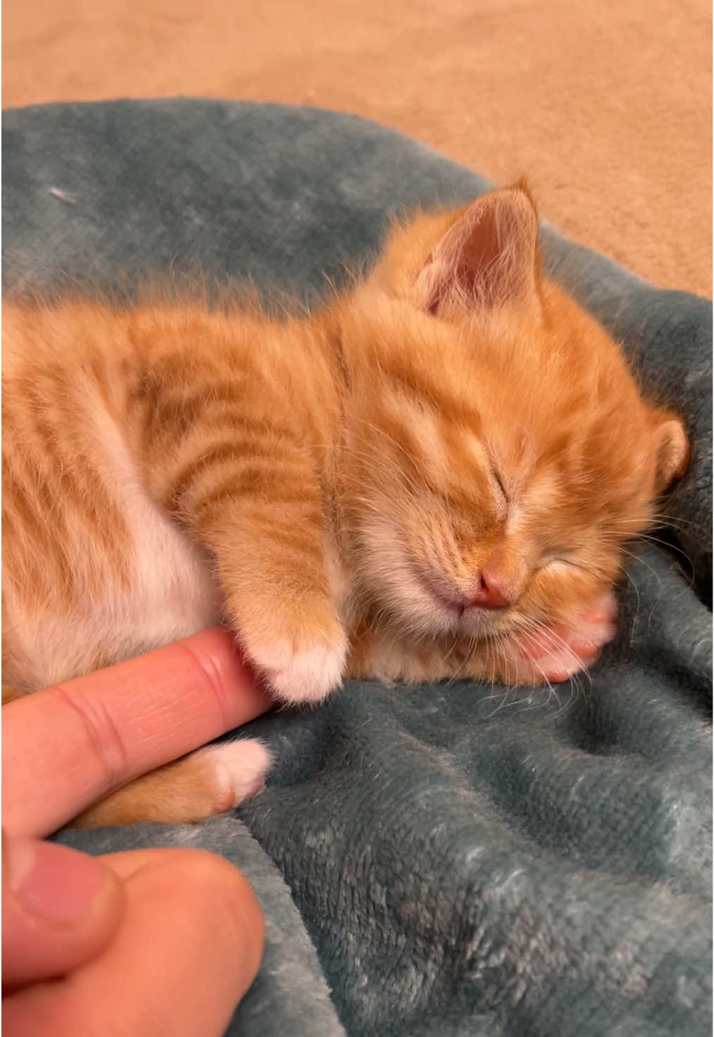 Our little kitten is sleeping #kitten #cutie #cat #meow 