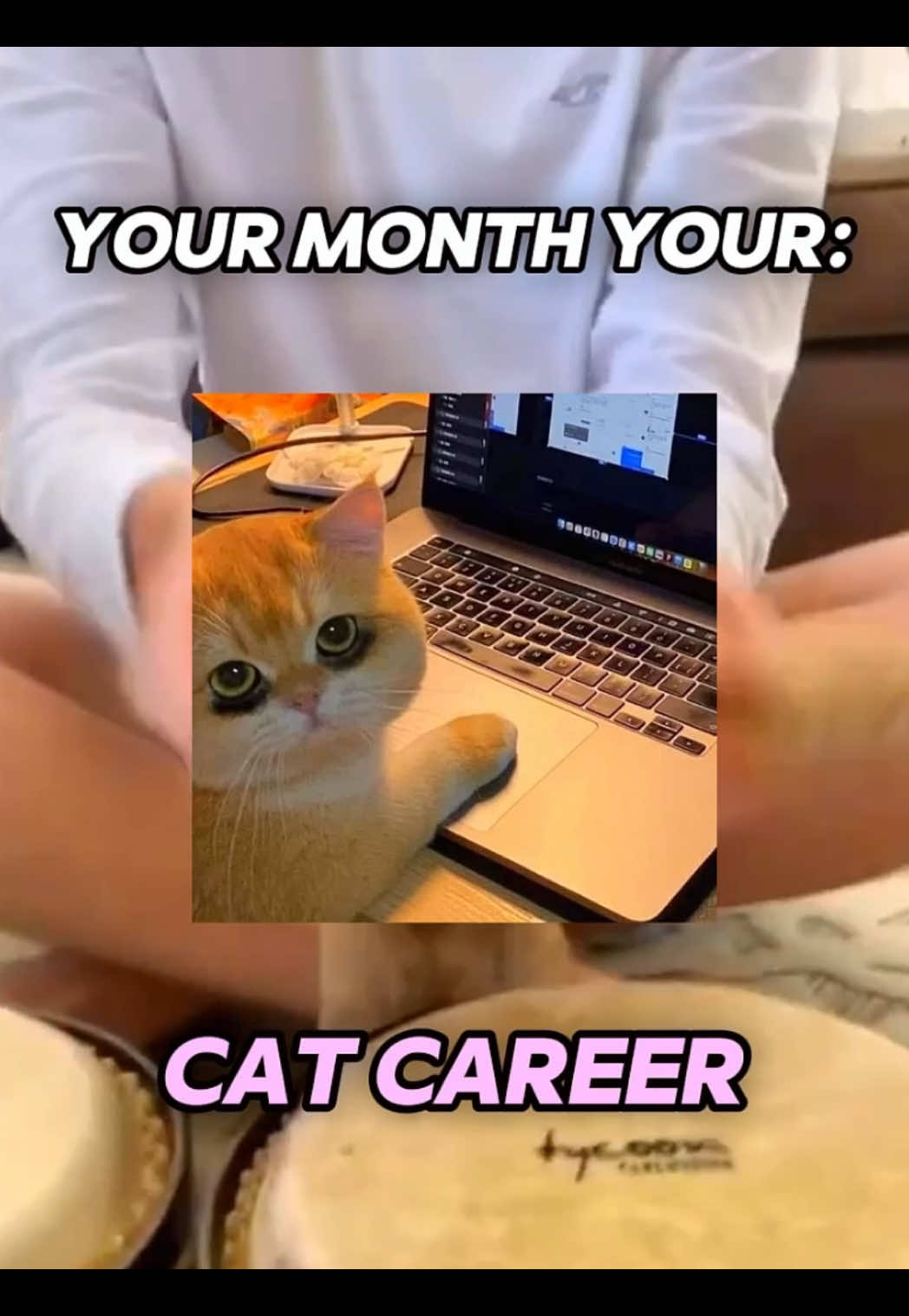 #cats #catsoftiktok #kittycats #ranking #kitties #sillycats #funnycats #catjob #career 
