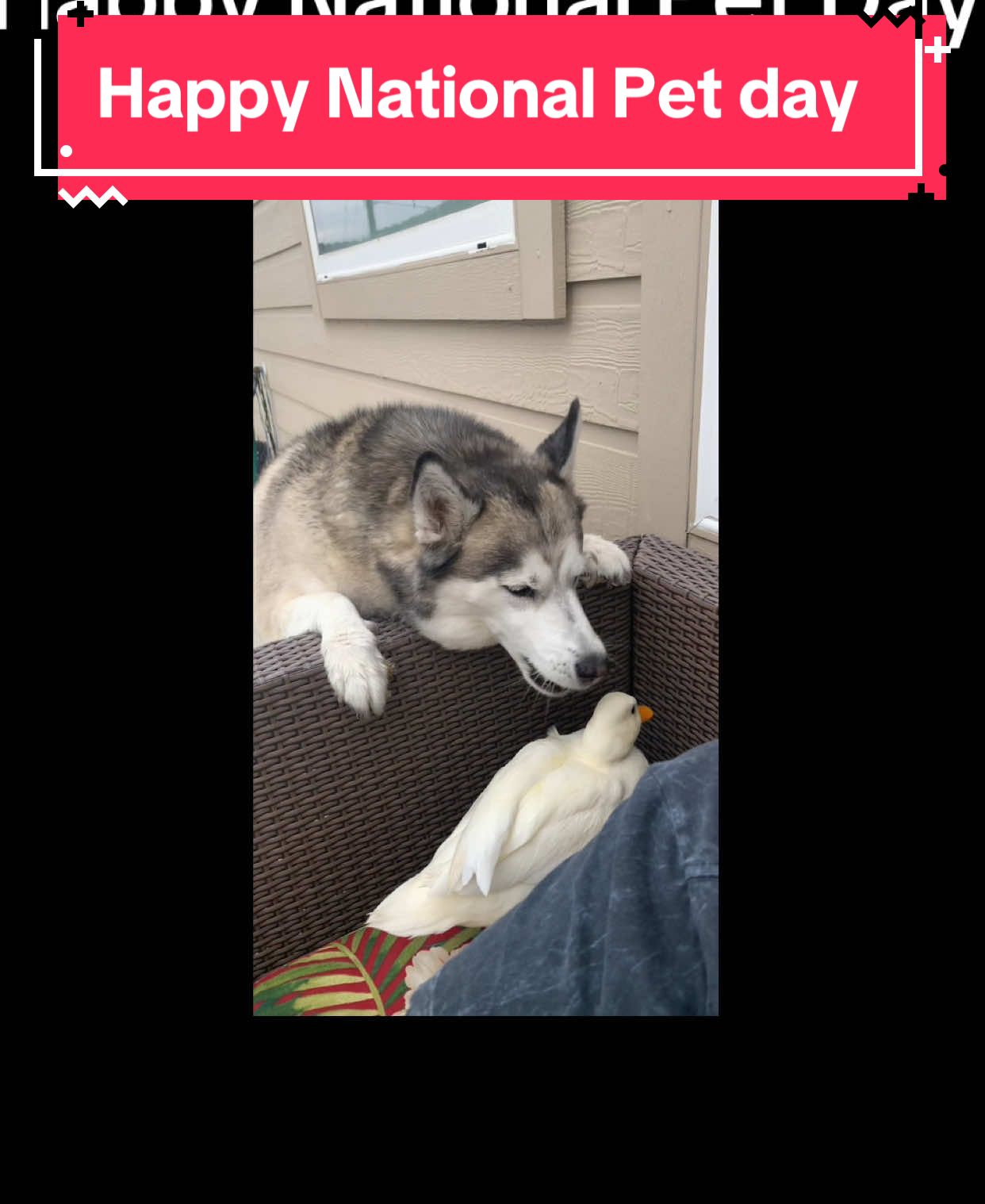 Happy National Pet Day
