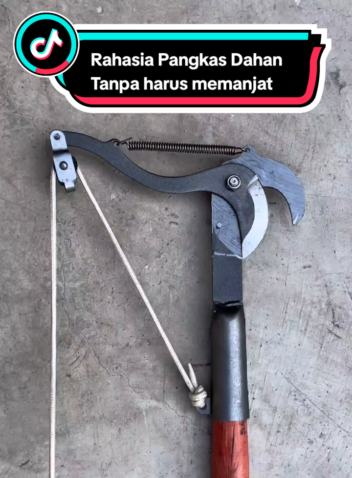 Rahasia Pangkas Dahan Tanpa harus memanjat #guntingdahan #guntingdahantalipisautarik #guntingdahantarik 