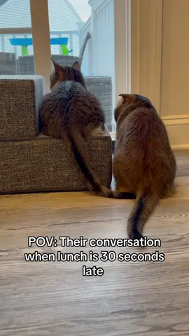 #catsoftiktok #cattok #PetsOfTikTok #petlover #catinfluencer #cats #forypu #fyp #foryoupage #muslimcats #relatable 