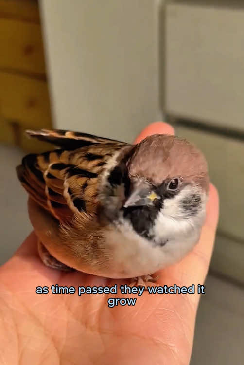 The sparrow that got saved refused to leave her rescuer.#animals #sparrow #cute #rescue #foryou 