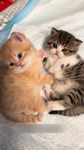 Paws down, furballs!#kitten #cats #cute #pets 