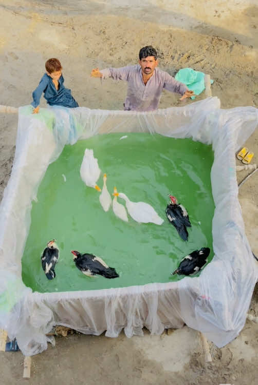 Make A New Swimming Pool For Ducks #ducks #duckbaby #babyduck #pets #gabbarpethouse @Rehman Ch Vlogs 
