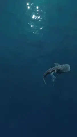 sherly dan bima #botubarani #wisatahiupausgorontalo #gorontalo #fypシ #foryoupage #tiktok #foryouu #capcut 