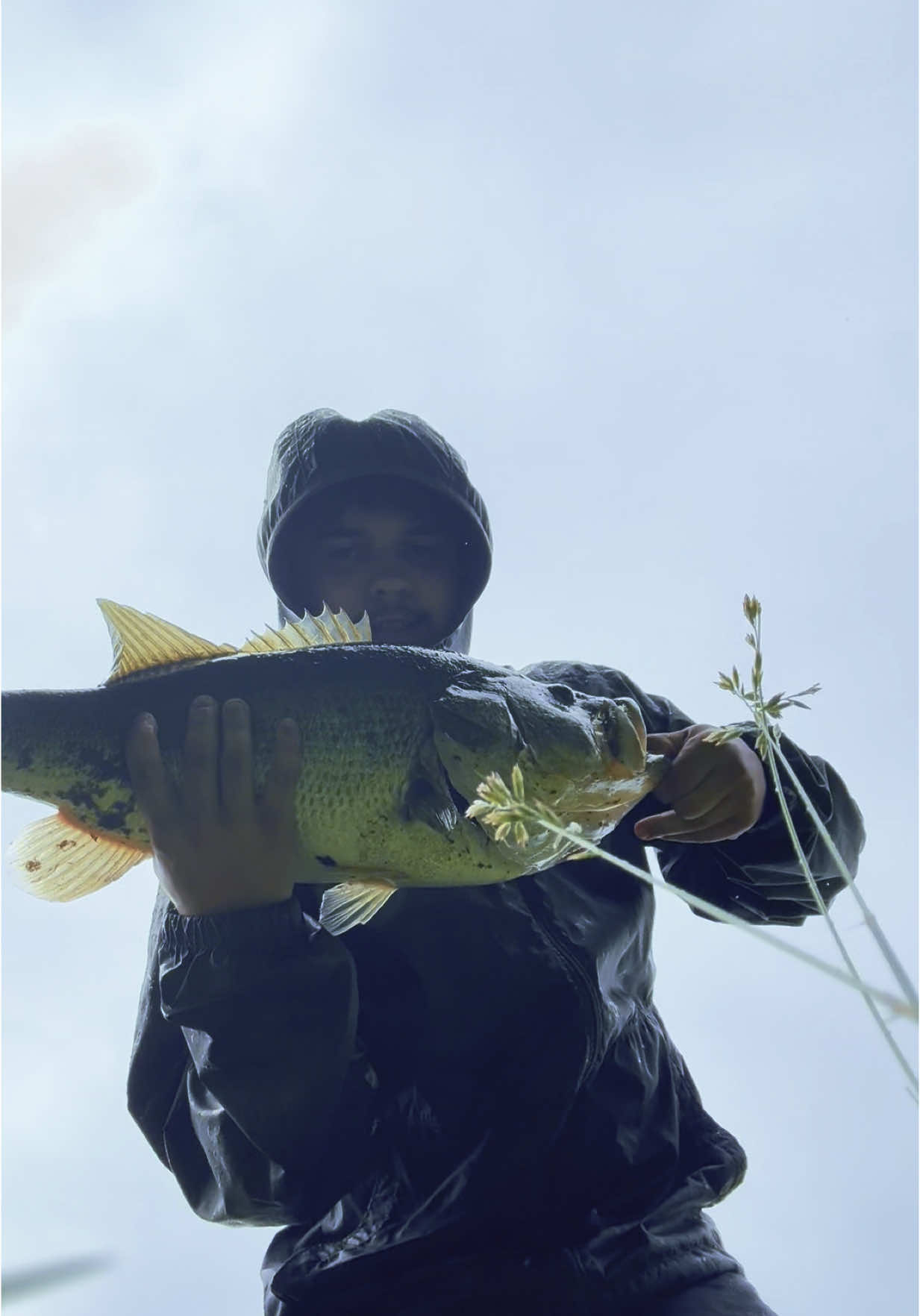 5 different giants this week #fyp #fishing #bluecollar #basstok 