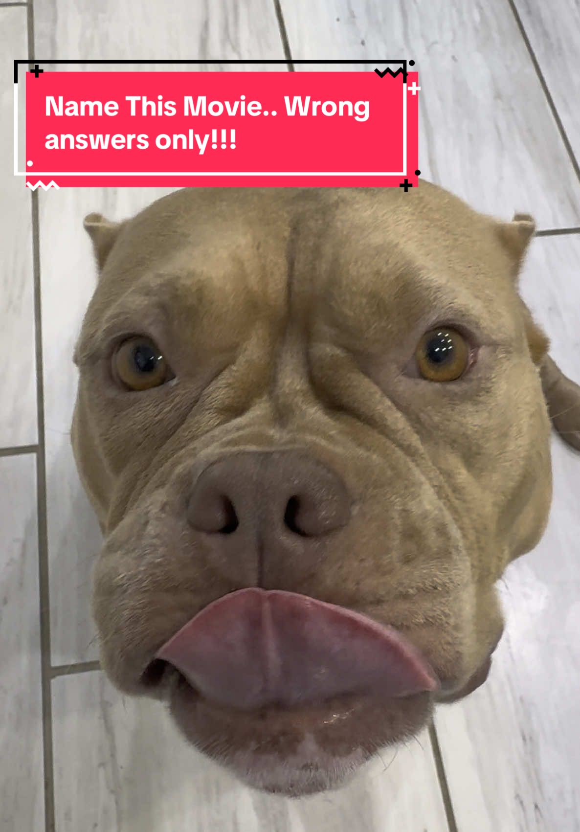 Me and my Bully bringing Friday vibes to real life. #FridayMovie #ActingWithMyDog #AmericanBully #DogLife #PetSkits #YouGotKnockedOut #FunnyDogs #DogActors #DogSceneReenactment #PupStar #FridayVibes #SmokeyAndCraig #DogComedy #BullyBreedLove 