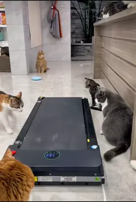 #sports #comedia #fyp #tik_tok #sport #gym #viralvideos #virał #vairal #dog #animalsoftiktok #cutecat 