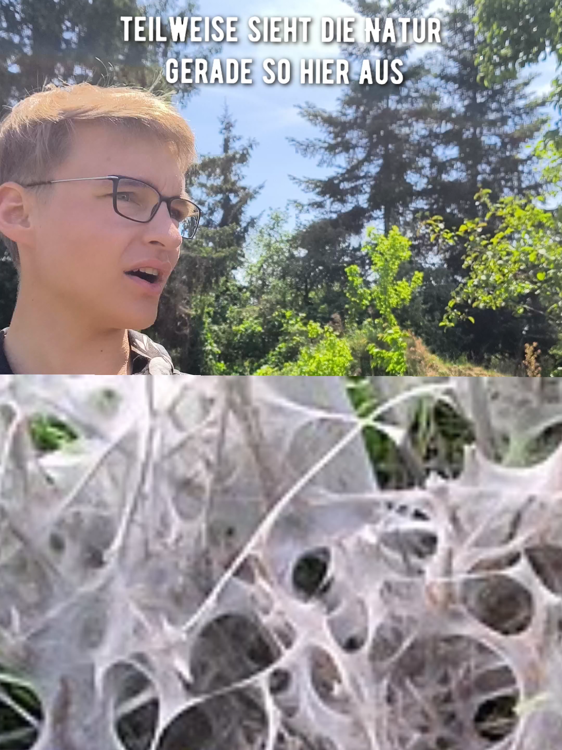 Gespinstmotten Kinderstuben sind lebende Kunstwerke und ich liebe diese klein proteinwürste! Achso und sie sind natürlich auch noch unfassbar wichtig für's Ökosystem! #biodiversität  #naturgarten  #insektenparadies  #vögel  #lebensraum  #naturnah  #schmetterlinge  #Wildbienen  #puppen  #nektar  #pollen  #raupenfutter  #insektensterben  #raupen  #schmetterlinge  #käfer  #schwebfliegen 