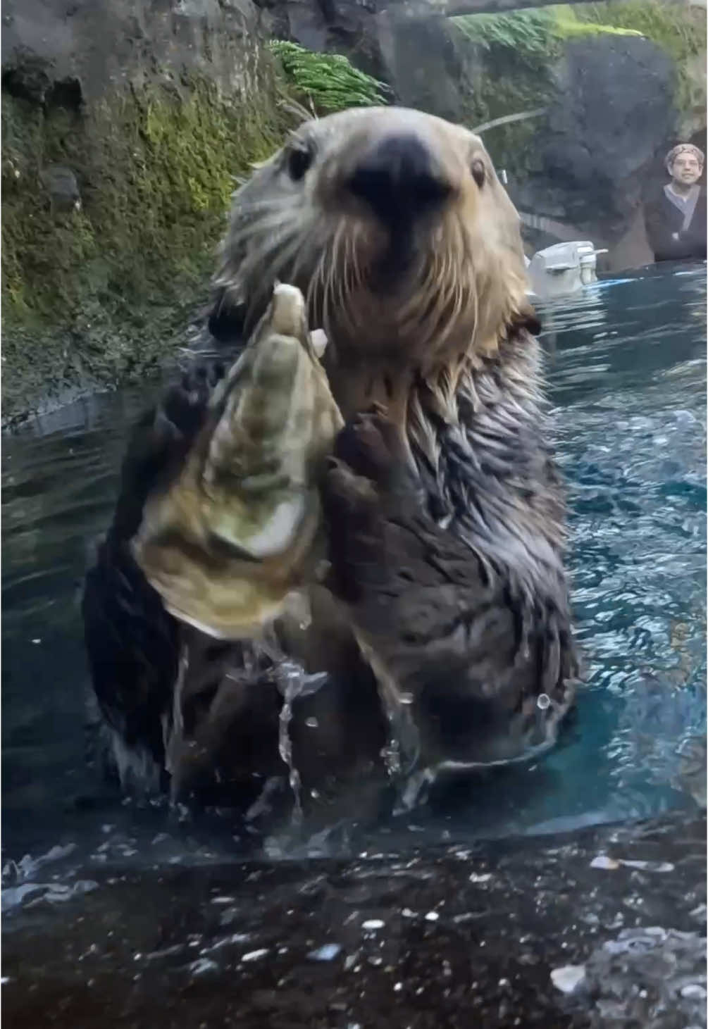 Happy otterversary Juno! She joined the sea otter family 11 years ago, after being found and rescued by @MontereyBayAquarium  #otter #animals #wildlife #oregonzoo 