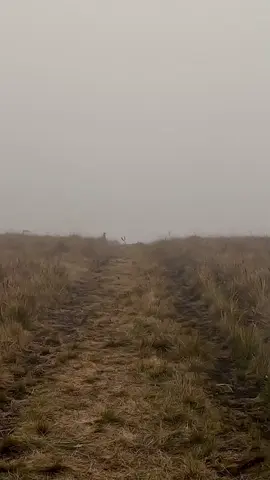 Páramo los Domínguez Tenerife - Palmira Valle del Cauca 