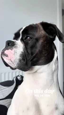 #onthisday 🤣🤣🤦‍♀️#boxerdog #boxer #boxer #boxerdogsoftiktok #dogsofttiktok #PetsOfTikTok #boxersoftiktok #fyp 