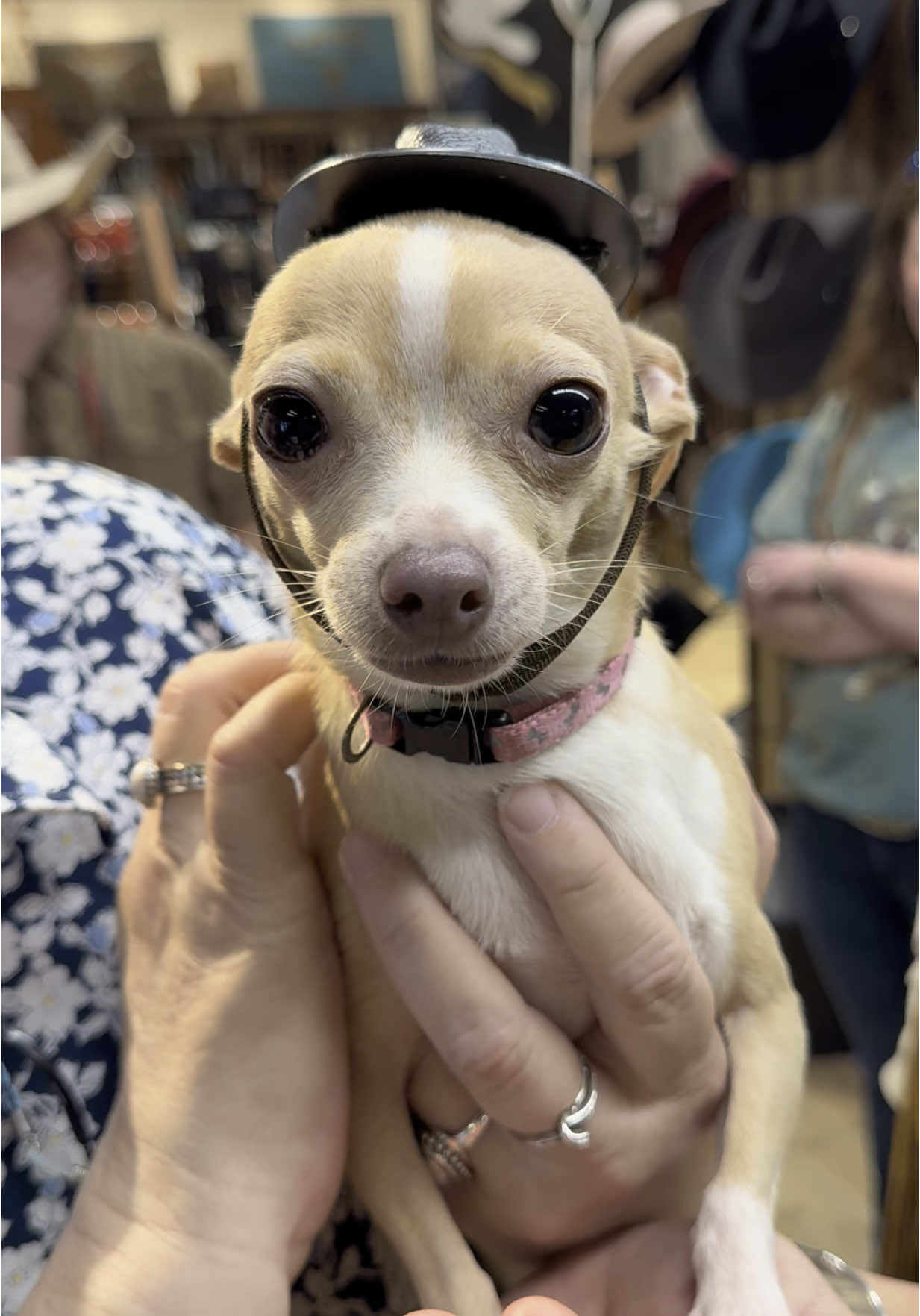 One of our favorite customers, Sweet Pea, stopped by today in search of a new hat—and Savannah made sure she found the perfect fit!🤠🐶 #stageswest #pigeonforge #cowboyhat #westernstore #tennessee #resistolhats 