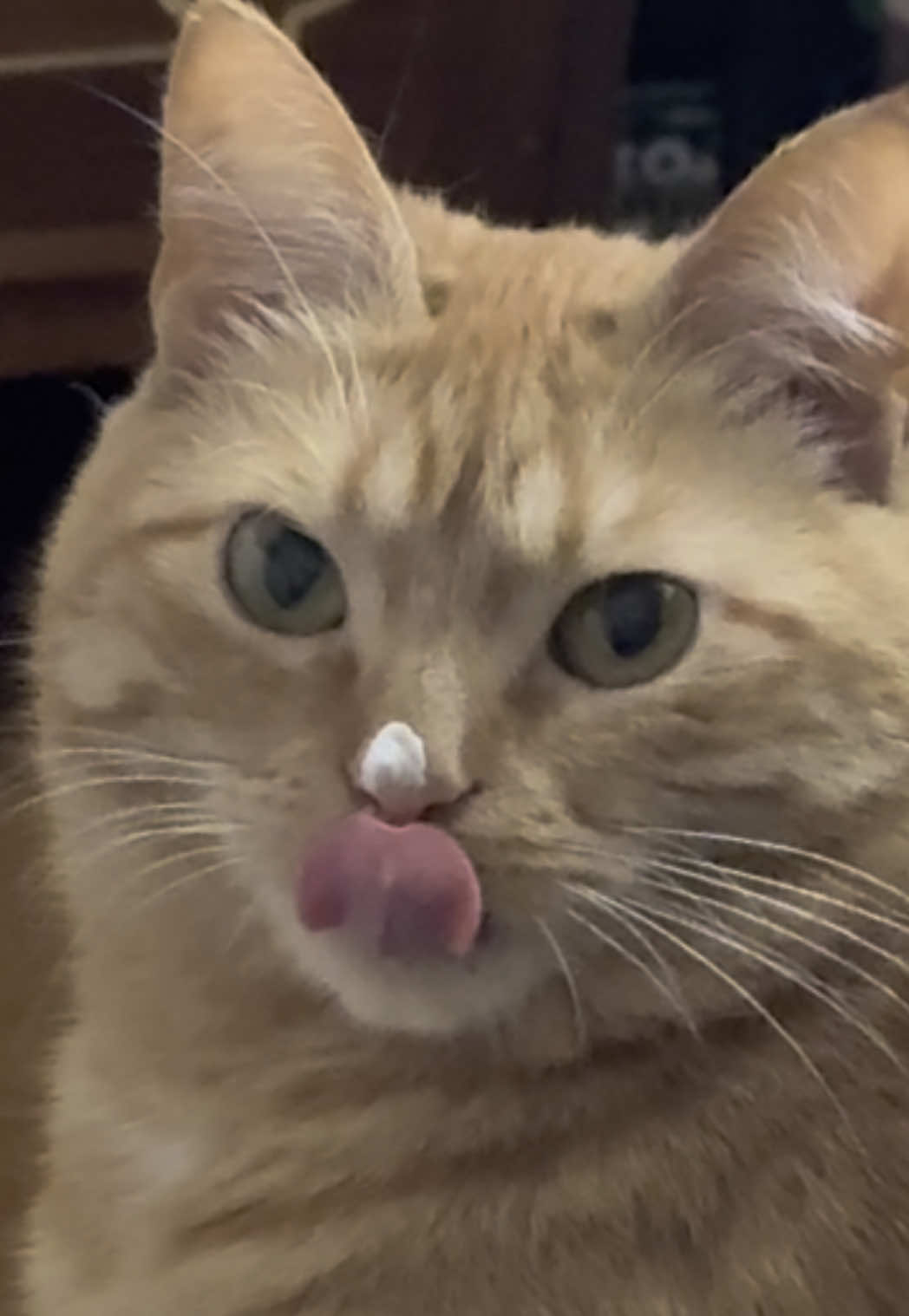 #catsoftiktok #cat #cattok #funnycat
