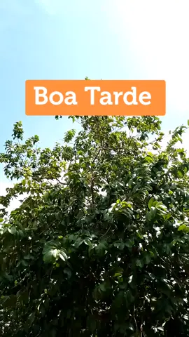 Boa tarde, Deus nos abençoe.  #boatarde #deus #oracaodatarde #boatardeatodos 
