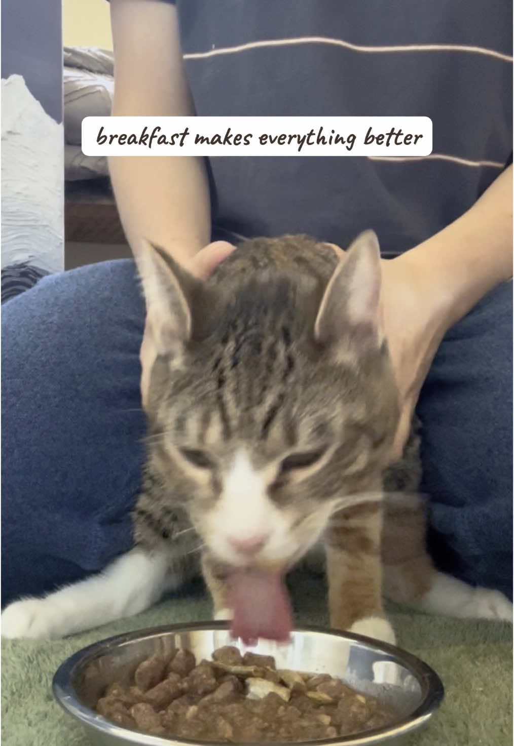 Ollie gets a little too excited for breakfast sometimes!  #olliewobbles #wobblycatsyndrome #wobblycat #wobblycatsoftiktok 