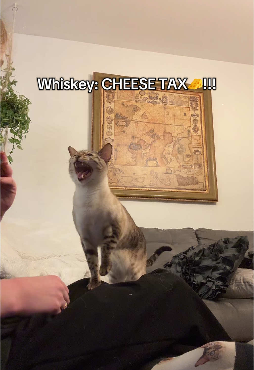 THE CHEESE TAX 🧀 #cheesetax #thecheesetax #catsoftiktok #cattok 
