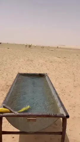 منزل البل اليوم ماشااء الله 🤍. #CapCut #الشعب_الصيني_ماله_حل😂😂 #الابل #شديد_البدو 