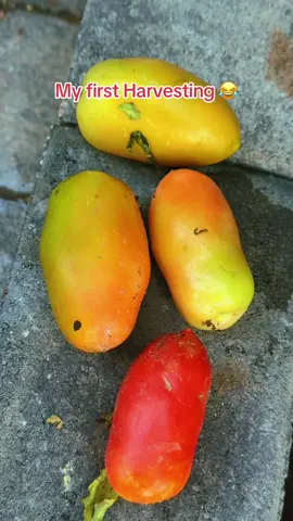 My first tomato 🍅 arvesting lol 😂. #nepalimuser #creatorsearchinsights #fyp #unitedstates #japan #harvesting @Muna Chhetri 