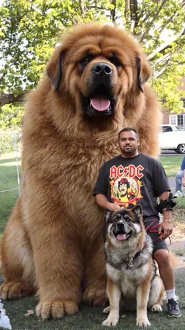 One’s a pet. One’s a legend. One’s just vibin’ 🐾💥 #fyp #animals #pets #giantdog #dogsoftiktok #dogs #ai 