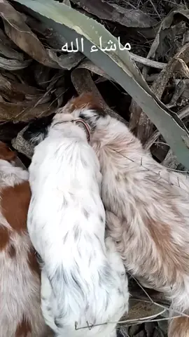 #creatorsearchinsights #epagneulbreton #tunisie #setteranglais #dogsoftiktok 