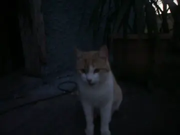 Life too hard,wish i was a cat. #catsoftiktok #cat #cutecat #digicam #olympus #aesthetic #nostalgia #catsoftiktok 