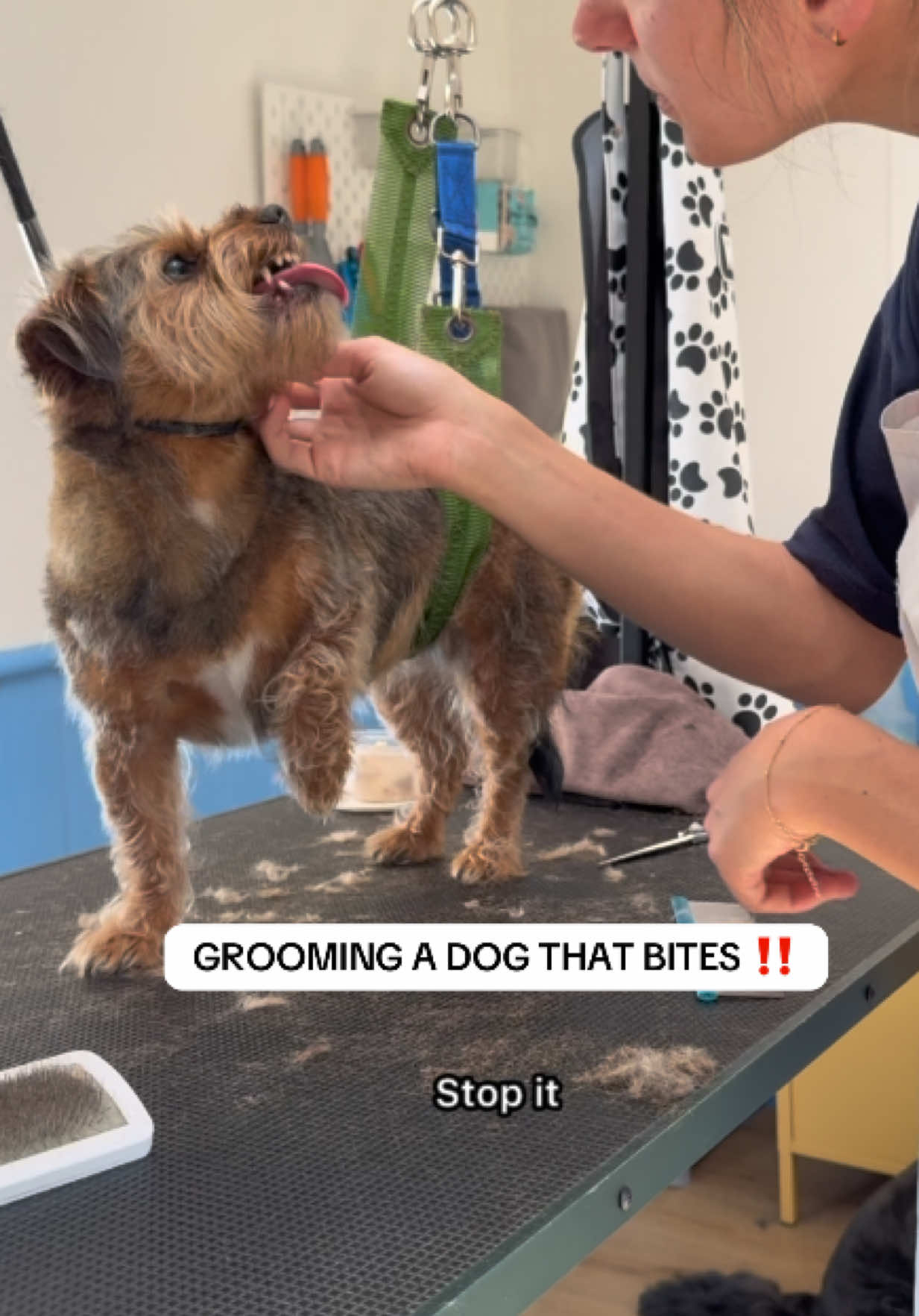 Every single groom with Wilf is different and sometimes he tolerates things that by the next appointment he is back to hating again. We have come SO far though from when I first started grooming him, maybe today just wasn’t his day 😅 luckily he isn’t a dog that needs a huge amount of grooming. I do think he loves me deep down but just does not like being groomed and I think that’s down to fear. I love him and know exactly how it feels to have a dog that is temperamental and unpredictable at times #fyp #dogaggression #dogbite #doggrooming #doggroomer #dogsoftiktok 