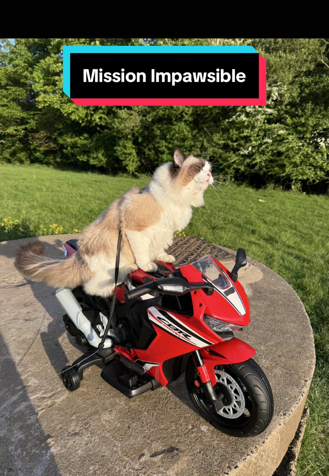 AD Mission Impawsible ft Agent Atti*🐱 Would your pet go to these lengths to avoid a checkup at the vets? 🤭 Atticus is definitely made for the secret agent life, in fact I think his new name is Atti Hunt 🕵️ Mission: Impossible - The Final Reckoning, in cinemas May 21st. @ParamountUK #MissionImpossible  *no cats were harmed in the making of this video. Do not attempt to recreate these stunts at home 🤪 #catoftiktok #funnycatvideo #ragdollcat #missionimpawsible #cattok #catlovers 