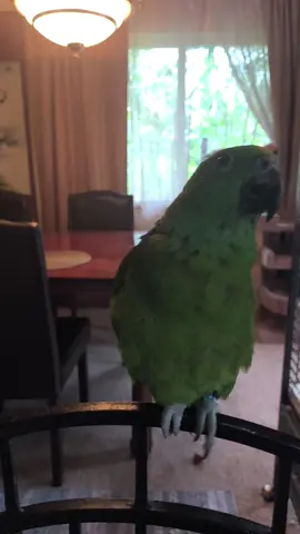 #griseldacontretas95 #pet #mixy#ave#cabeza amarilla 🦜🐦🦜🦜