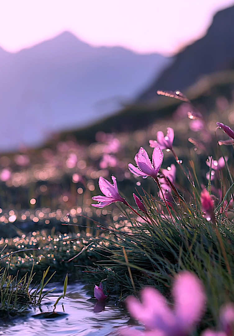 Relaxing purple flower #fyp #foru #foruyou #beautiful #positivevibes #feelinggood #beautifuldestinations #mood #moody #aesthetics #aestheticvideos #relax #relaxing #relaxation