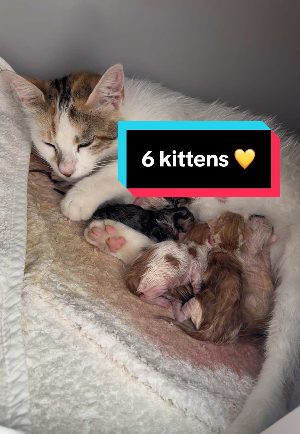 I found this pregnant cat very sweet and the next day she gave birth to 7 puppies of which 6 survived💛