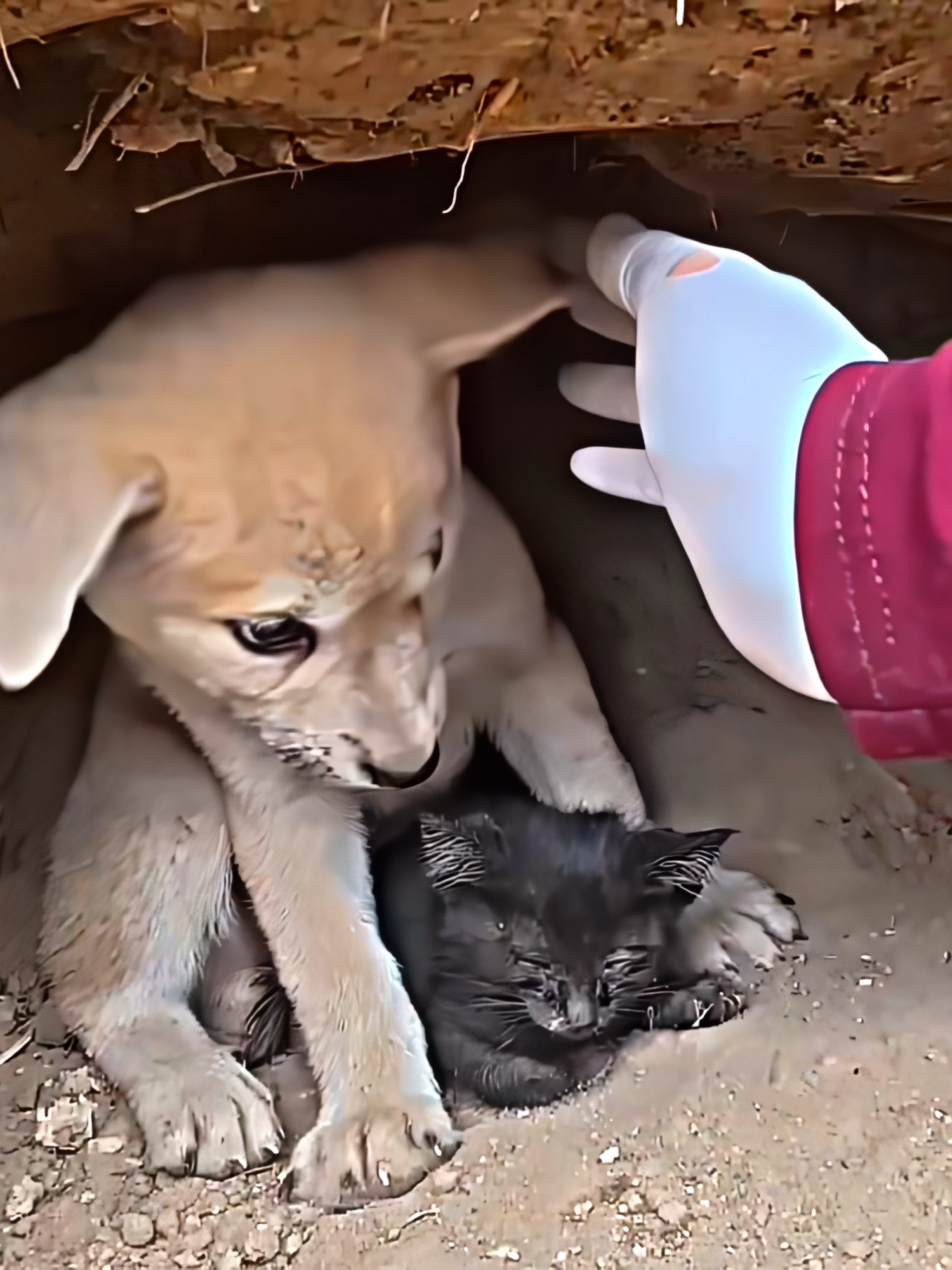 true hero #humanity #emotional #edit #rescuedog