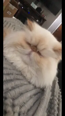 Whose driving this bus??!! #cattok #funny #persiancat 