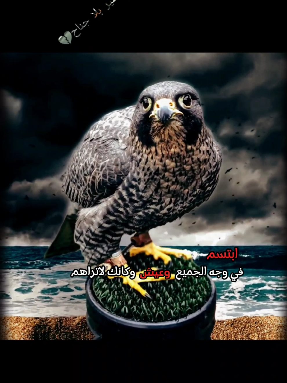 #CapCut #شيوخ_ونعم_الرجال #شيلات_حماسيه #شيلات #شيلات_طرب أكسبلور لاهنتم ❤ •.* ••.* #🦅❀༼طير ༽♡بلا♡جناح💔ᬽ✿ .# .# .# .# #قطر #m17en____mk  #امدح_الطيب_واسجل_ميجوز😎 #شيلات #صقر #الاردن #سوريا #السعودية #الأمارات #مصر #عبسي #trending #trend #تصميمي #🦅❀༼طير ༽♡بلا♡جناح💔ᬽ✿#يمان_نجار #مشاهدات #ترند #🦅❀༼طير ༽♡بلا♡جناح💔ᬽ✿@🦅❀༼طير ༽♡بلا♡جناح💔ᬽ✿ 