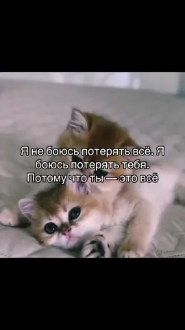 #любовь❤ #iloveyou #ятебялюблю #мойлюбимый #моялюбимая #тымойдом #тымой #котики #котята #Love #цитаты #котёнок #люблю #рекомендации #kitty #мы #тыия #этоты 