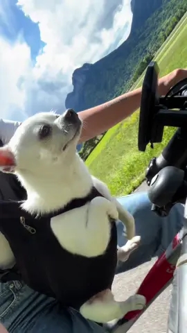 #chihuahuastiktok #amoranimal #funnyvideos #perritostiktokers 