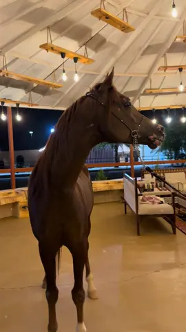 #الزميلي #اكسبلووور #أكسبلوررررررررررر #خيل_وخياله🐎 #أكسبلور_تيك_توك🌹🌹nora_norica #تبوك #خيل @مدرسة الثنيّانة لقفز الحواجز 