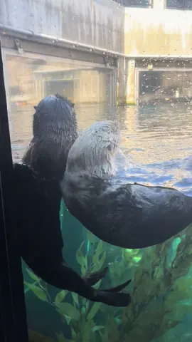 Our beloved sea otter Ivy keeps a watchful eye on Opal, the youngest in our sea otter raft. Thriving communities (whether underwater or on land) grow stronger through care, connection, and belonging. From caring for stranded sea otter pups to protecting the ocean we all depend on, our work is rooted in inclusion and conservation. Together, we’re building a future where everyone, and every otter, has a place… and where hope floats on every wave. Get inspired with stories of hope at the link in our bio.