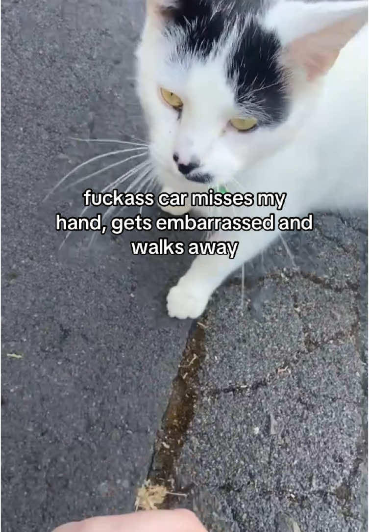 such a cutie tho! #fyp #foryoupage #fypシ゚ #foryoupageofficiall #foryou #cat #kitty 