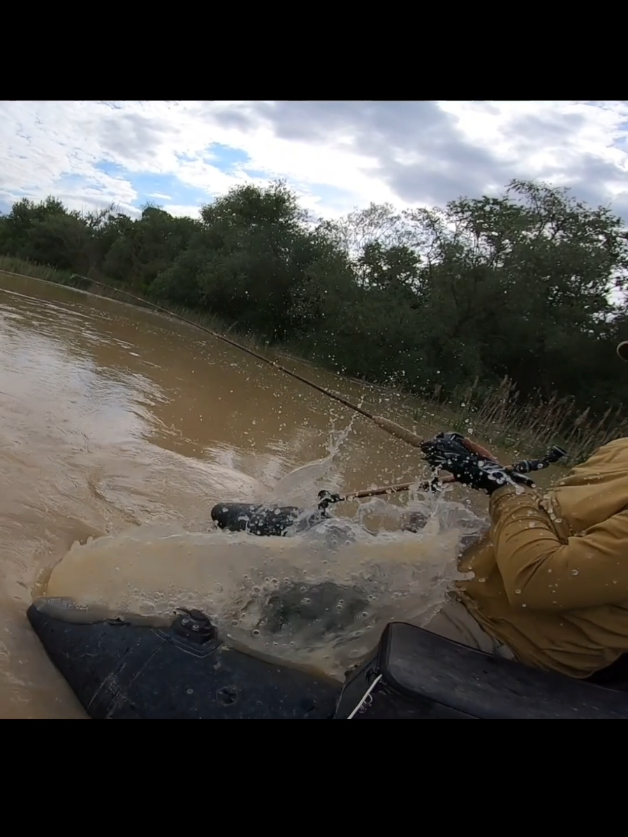 #fishing #pesca #wedcarstvo #catfish #siluro #sum 