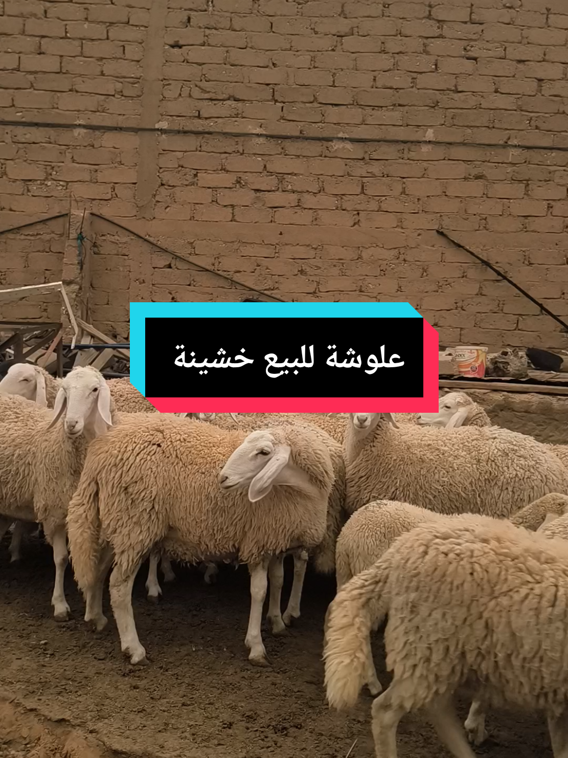 #djalfa_dz #fyp #foryoupage❤️❤️ #pourtoii #VoiceEffects #viralvideos @المزرعة السّعيدة ☘ 