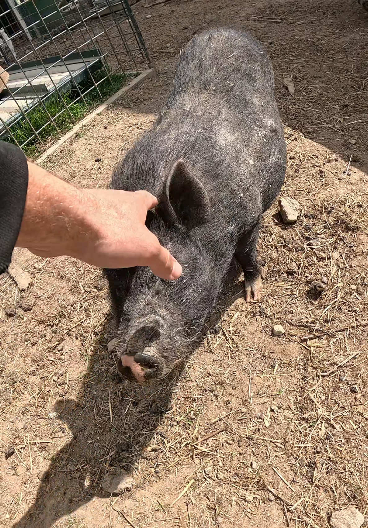 #viral #farm #funnytiktok #viralvideos #farmlife 