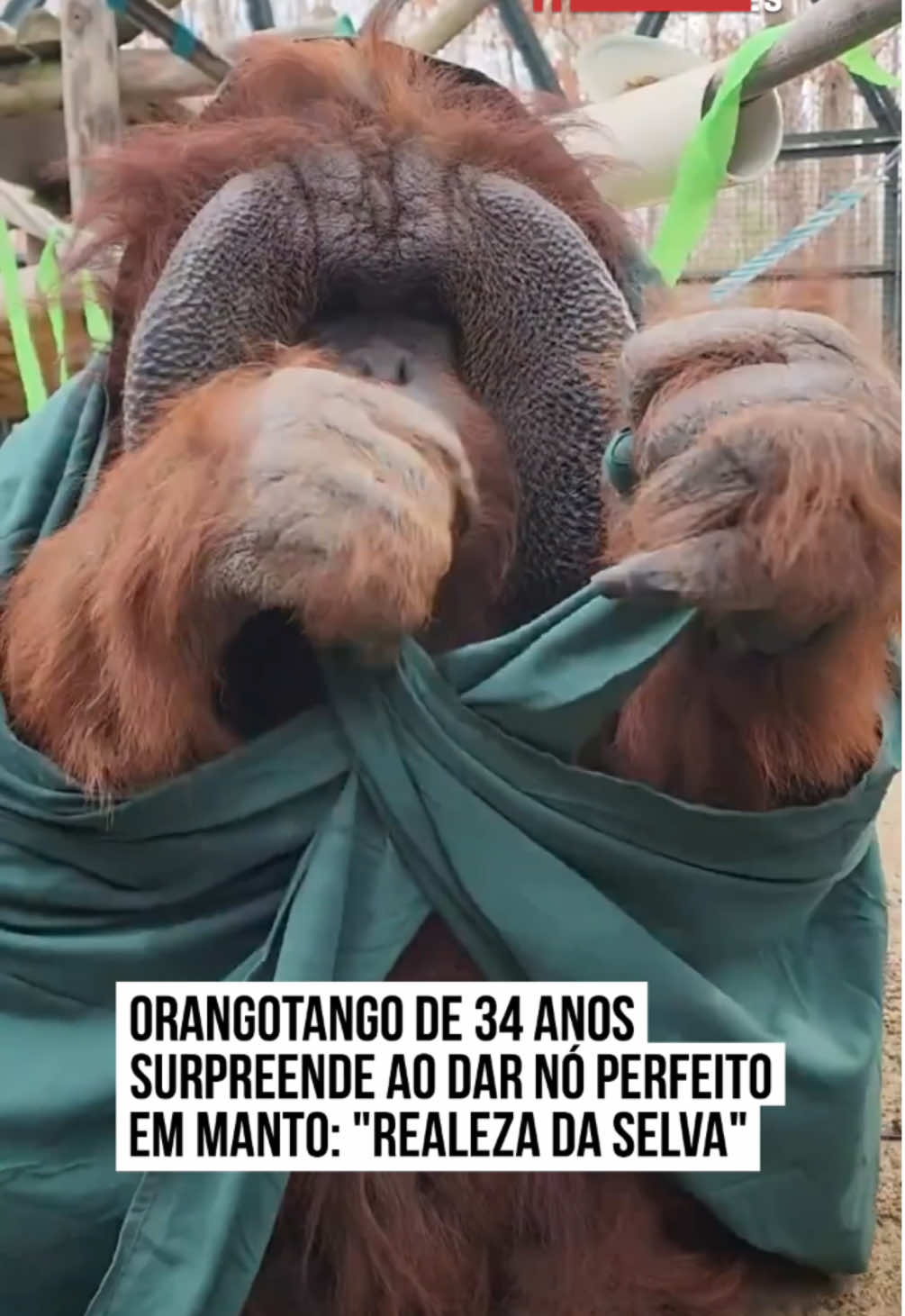 O #zoológico Metro Richmond, localizado em Moseley, na #Virgínia (#EUA), divulgou nessa semana um vídeo que viralizou nas redes sociais. Trata-se da comemoração de aniversário de um orangotango que vive no local. O animal em questão completou 34 anos e, de presente, ganhou um manto do zoológico. O curioso, no entanto, foi o nó que o macaco deu na capa, deixando todos surpresos. 