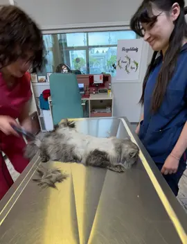 #piveterinerkliniği #keşfet #keşfetbeniöneçıkar #kedi #fyp #sctottishfold #tiktokviral #keditraşı #konyapiveterinerkliniği #cat #britishshorthair #sctottishfold #konyaveterinerkliniği #viralvideo 