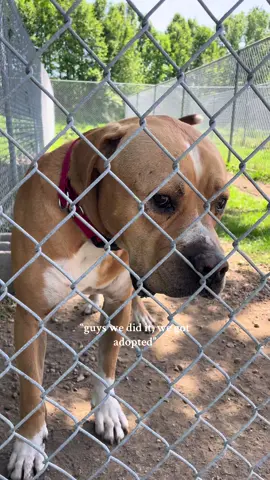 Brutus spent over a year waiting patiently, and now he’s finally found his forever home. ❤️ #fyp #dogs #shelterdogs #shelterdogsoftiktok #animalshelter #shelteranimals #trending #dogsoftiktok #fypp #viral #shelterpup #humanesocietyofcentralillinois #adoptdontshop #puppy #adopt #adoptdontshop 